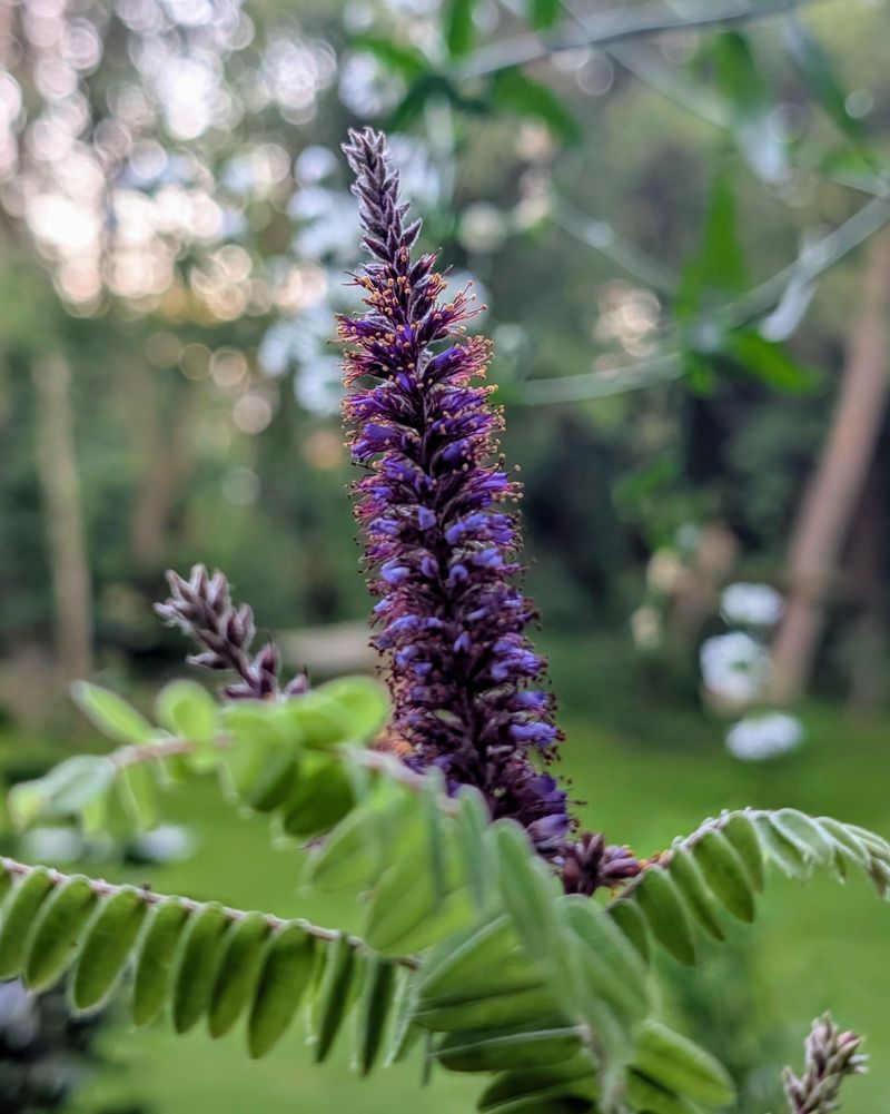 Leadplant