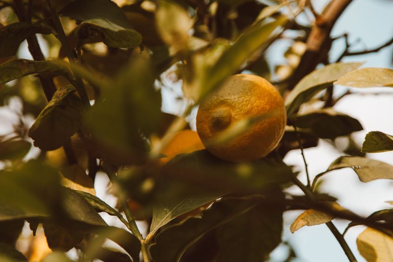 Leaf And Fruit Scorch Signal Early Heat Stress