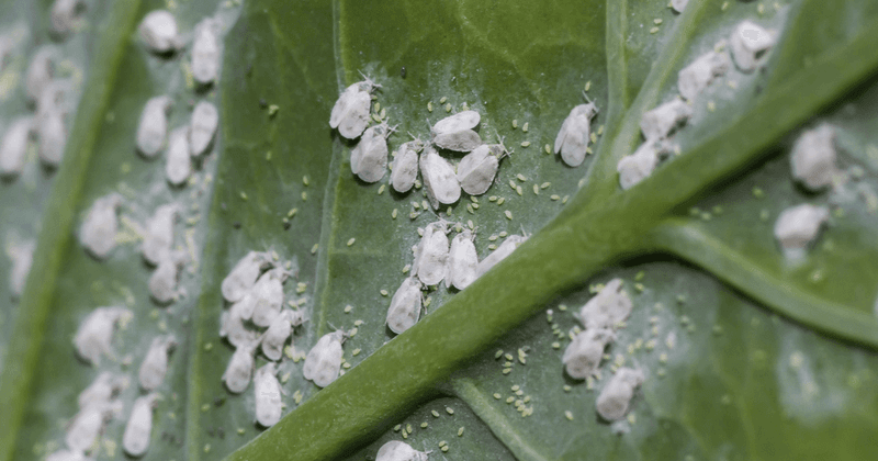 Leaf Axils Can Hold Hidden Whiteflies Leaf Axils Can Hold Hidden Whiteflies