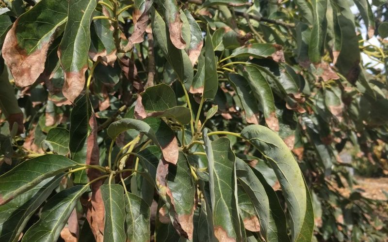 Leaf Burn Or Browning Edges May Follow Leaf Burn Or Browning Edges May Follow