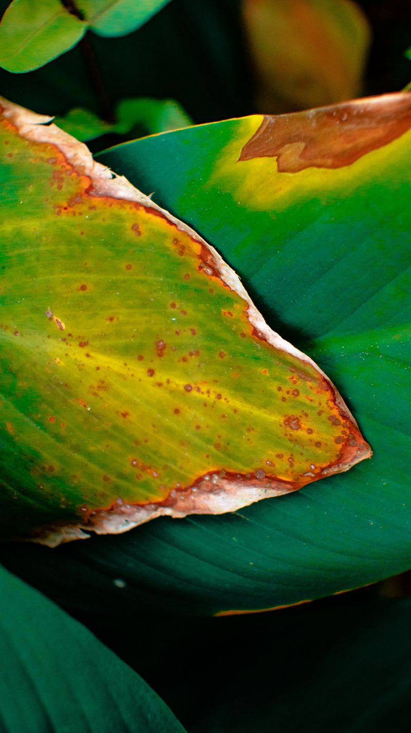 Leaf Burn Signs Show Up Fast After Oil Application In Heat
