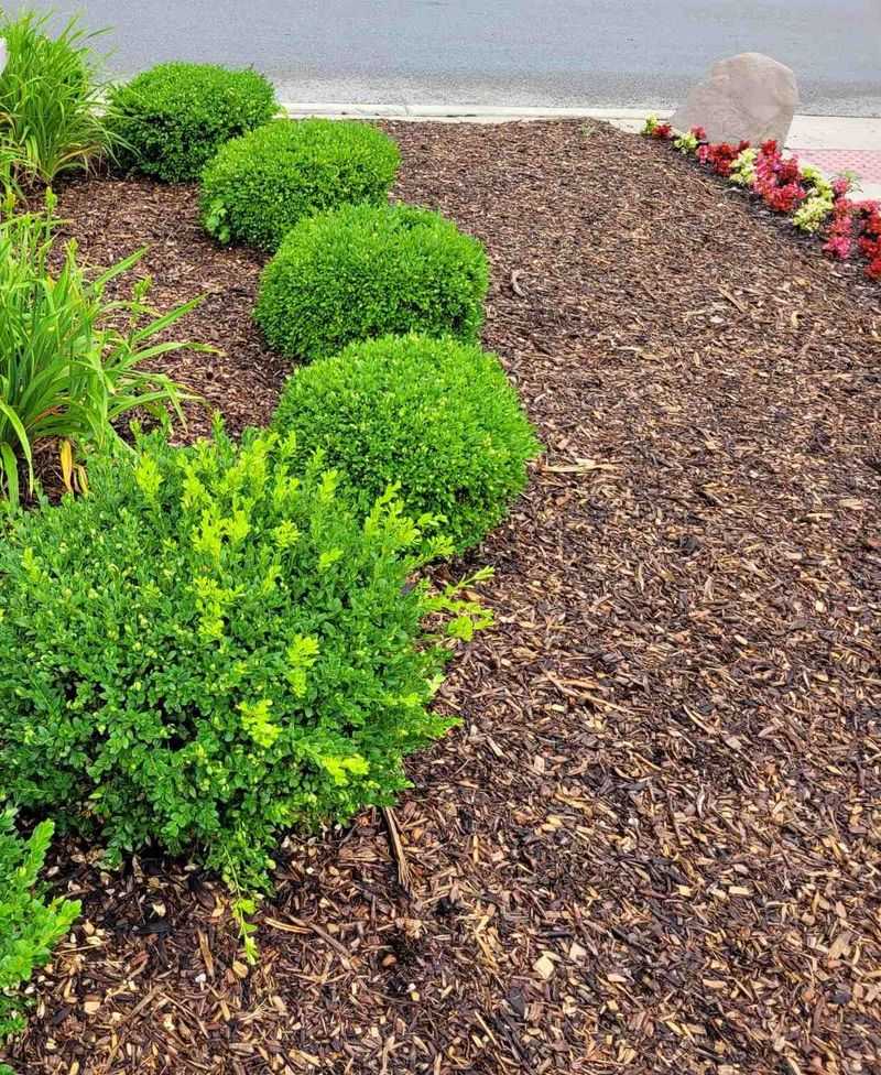 Leaf Drop And Mulch Strengthen The Weed Blocking Effect Leaf Drop And Mulch Strengthen The Weed Blocking Effect