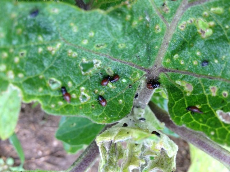 Leaf Edges And Thin Leaf Tissue Can Look Ragged Fast Leaf Edges And Thin Leaf Tissue Can Look Ragged Fast