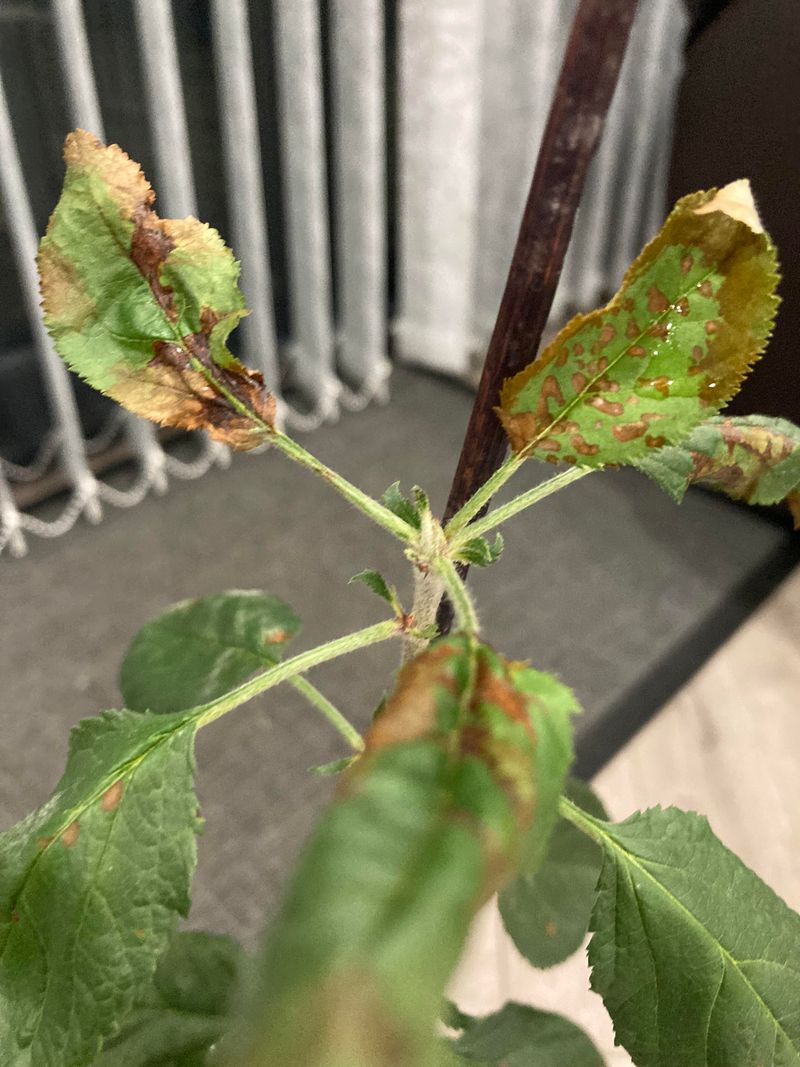Leaf Edges Turn Brown And Crisp