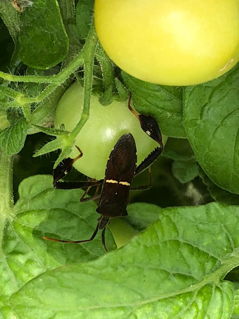 Leaf Footed Bugs Leave Similar Marks
