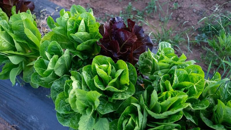 Leaf Lettuce