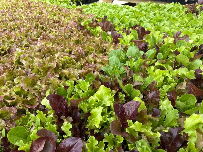 Leaf Lettuce Can Be Harvested In Stages Leaf Lettuce Can Be Harvested In Stages