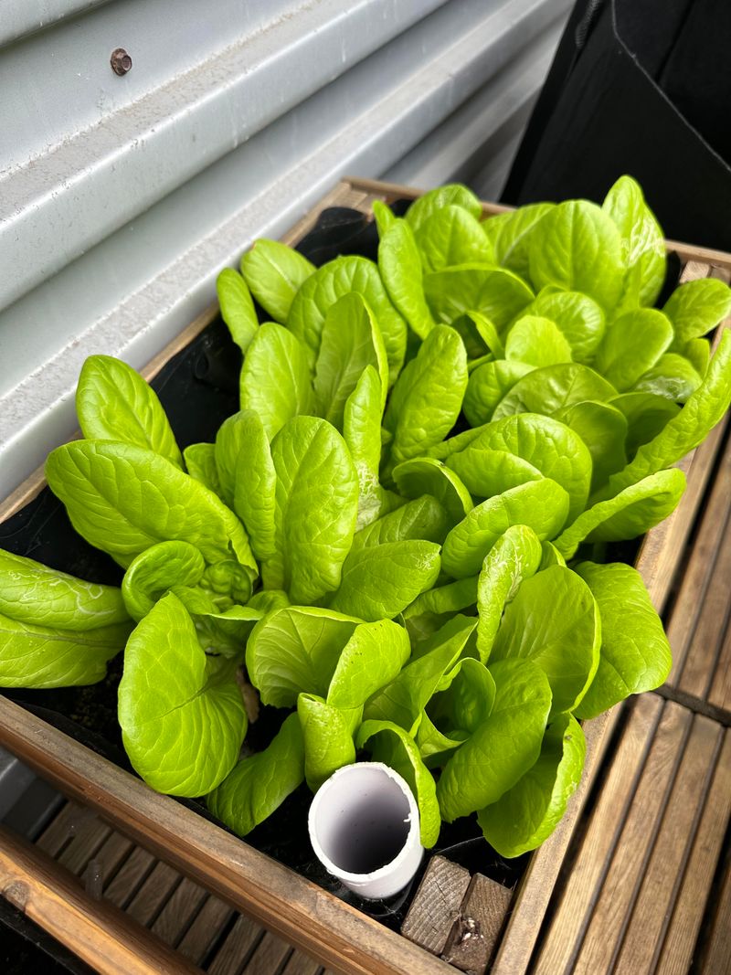 Leaf Lettuce Goes First