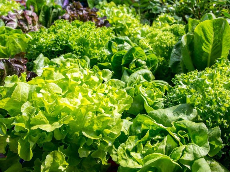 Leaf Lettuce Keeps the Salad Bowl Full