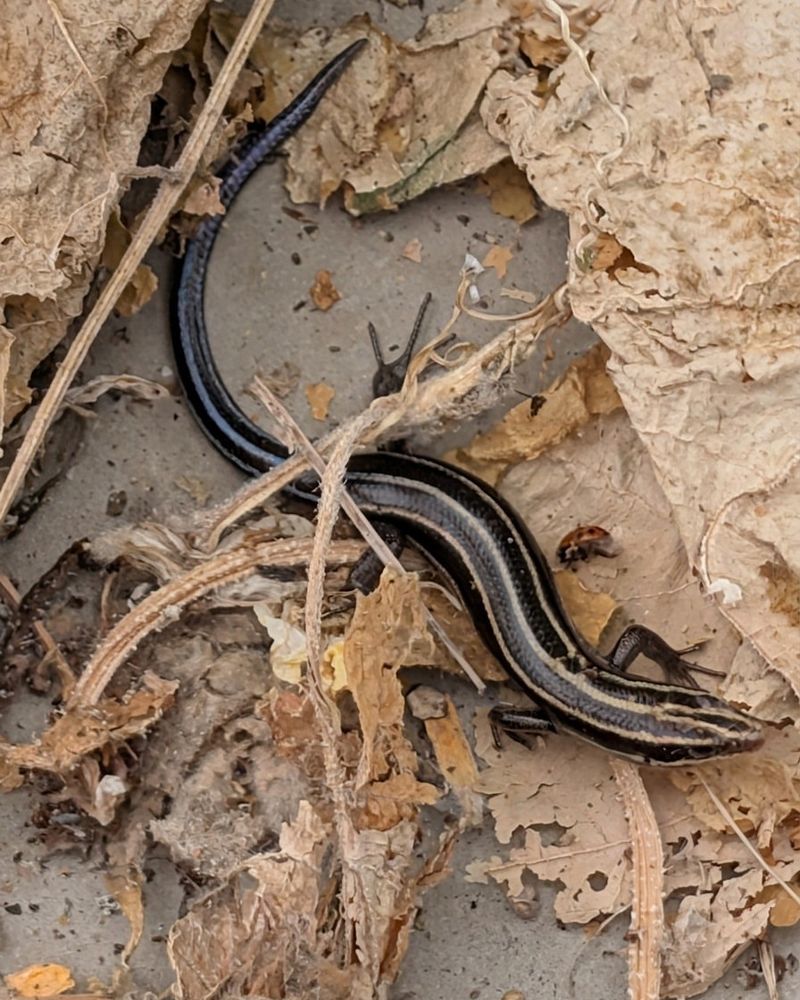Leaf Litter And Mulch Offer Useful Shelter