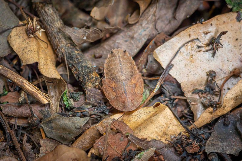 Leaf Litter Around Logs Makes It Worse Leaf Litter Around Logs Makes It Worse