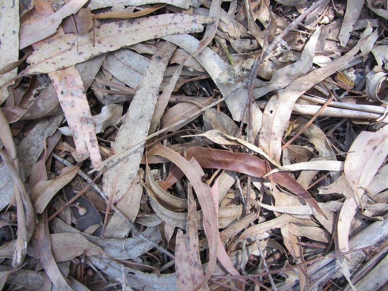 Leaf Litter Builds Up Fast Beneath The Canopy Leaf Litter Builds Up Fast Beneath The Canopy