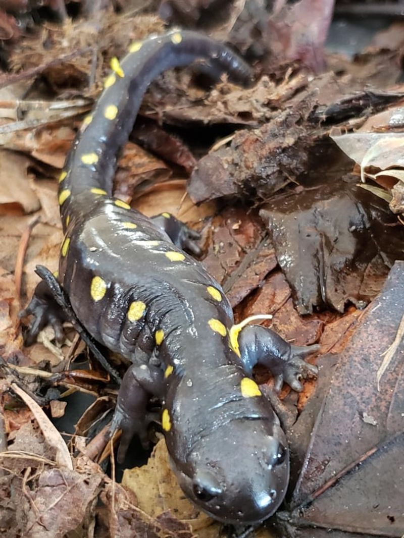 Leaf Litter Creates A Protective Garden Habitat