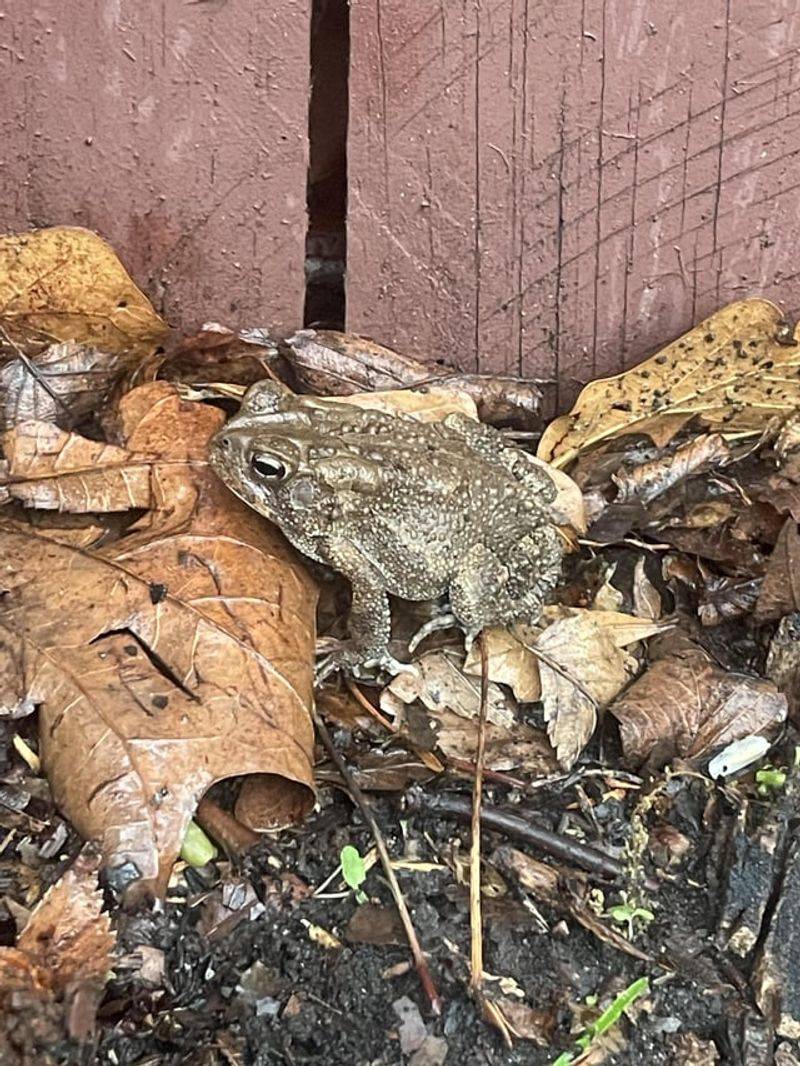 Leaf Litter Creates Cool Places To Hide