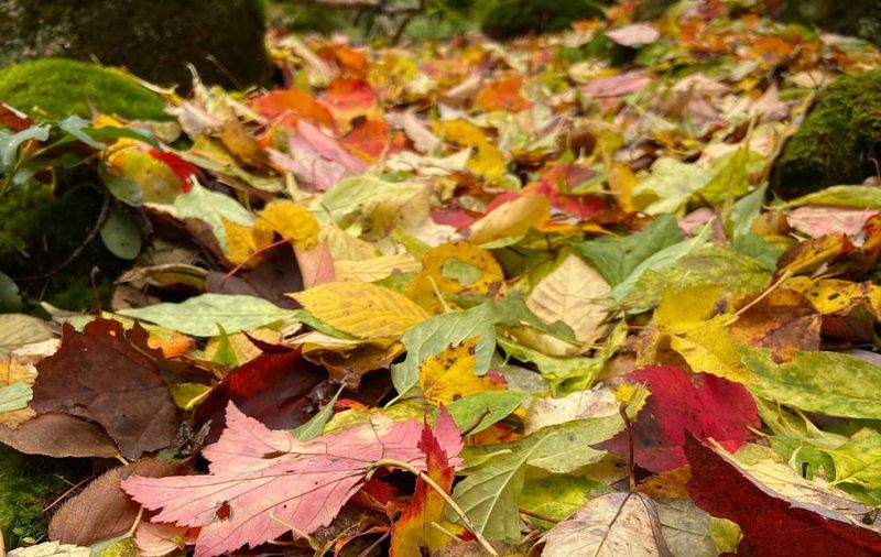 Leaf Litter Creates Ideal Tick Shelter Leaf Litter Creates Ideal Tick Shelter