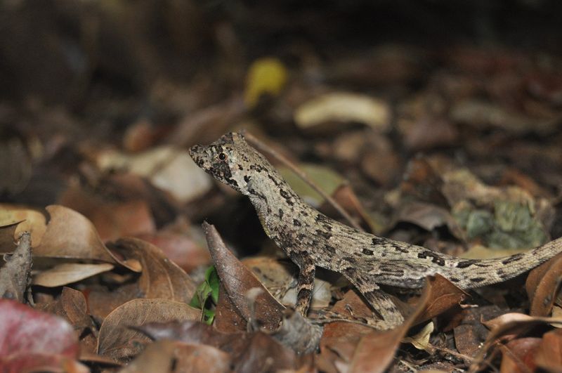 Leaf Litter Feeds The Bug Layer