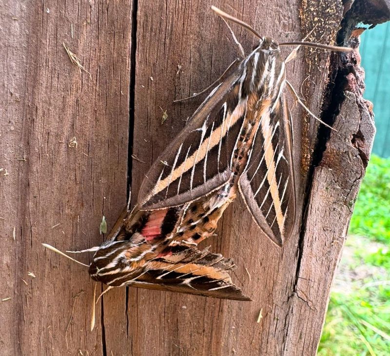 Leaf Litter Gives Some Moths A Place To Pupate Leaf Litter Gives Some Moths A Place To Pupate