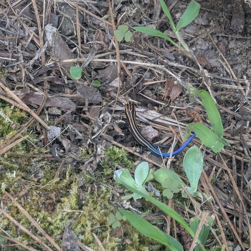 Leaf Litter Gives Them Extra Cover Leaf Litter Gives Them Extra Cover