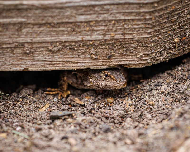 Leaf Litter Gives Them Hiding Places Leaf Litter Gives Them Hiding Places
