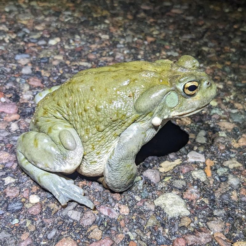 Leaf Litter Gives Toads Cool Daytime Shelter