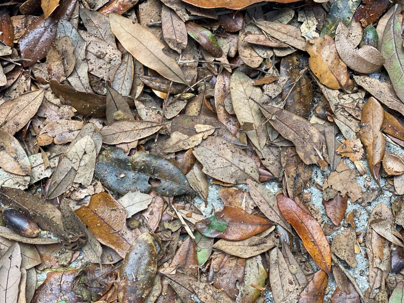 Leaf Litter Gives Young Fireflies Cover Leaf Litter Gives Young Fireflies Cover