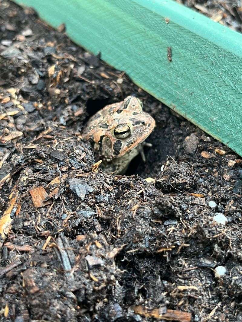 Leaf Litter Keeps Hiding Spots Moist