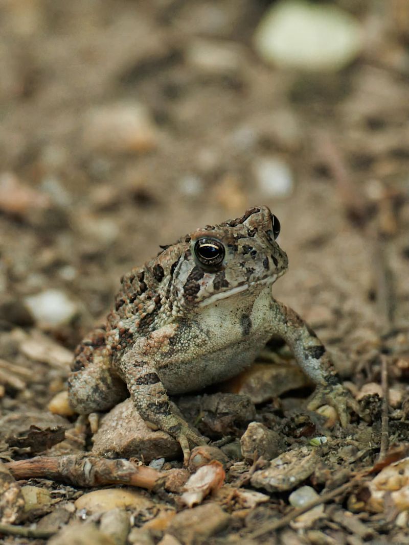 Leaf Litter Makes A Safe Hiding Spot Leaf Litter Makes A Safe Hiding Spot