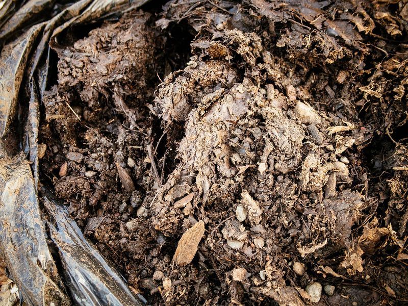 Leaf Mold Turns Yard Leaves Into Black Gold Leaf Mold Turns Yard Leaves Into Black Gold