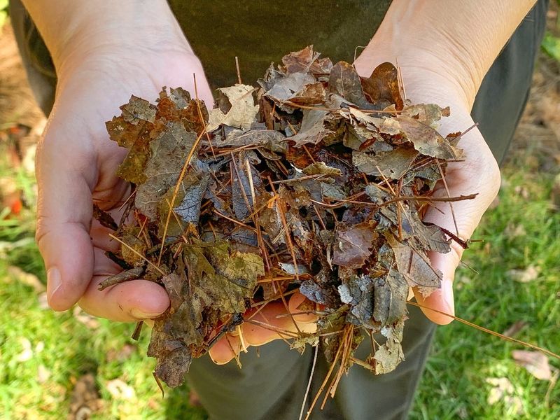 Leaf Mulch Improves Soil Every Season Leaf Mulch Improves Soil Every Season