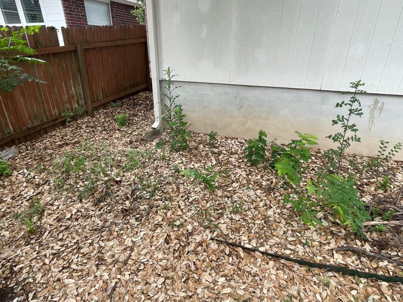 Leaf Piles Hidden Behind Shrubs Leaf Piles Hidden Behind Shrubs