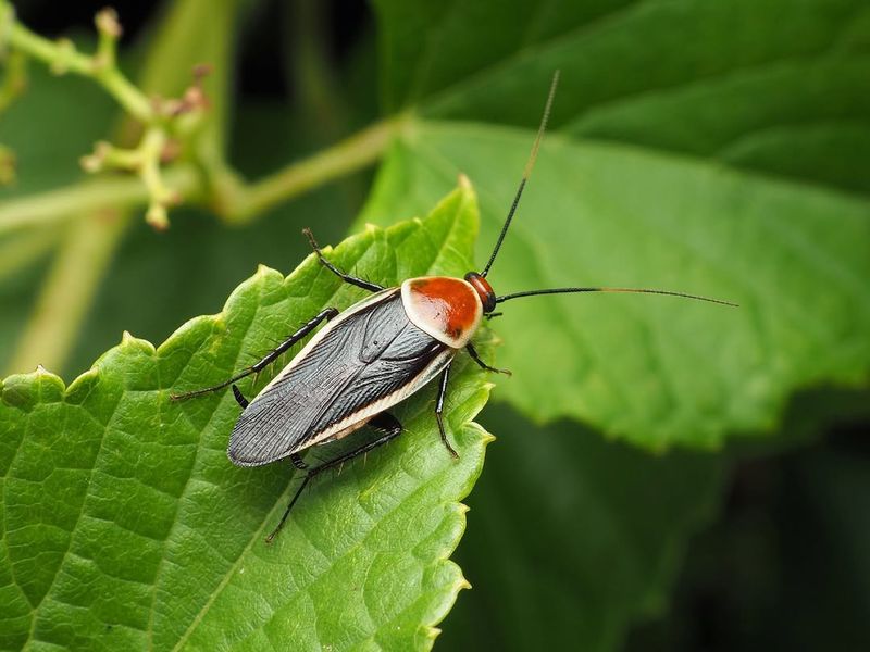 Leaf Piles Hold Moisture Roaches Prefer Leaf Piles Hold Moisture Roaches Prefer
