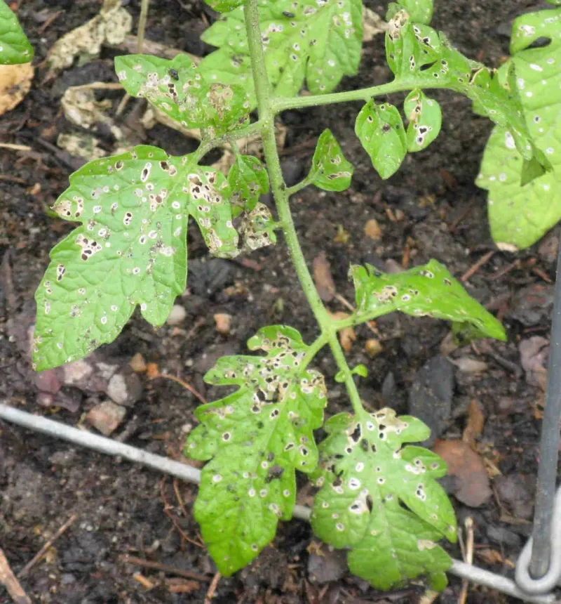 Leaf Pitting Shows Before Larger Holes Leaf Pitting Shows Before Larger Holes