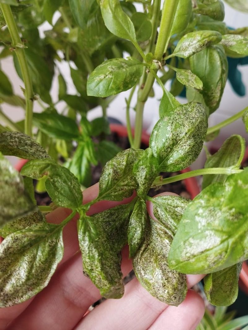 Leaf Problems May Be Starting Underneath