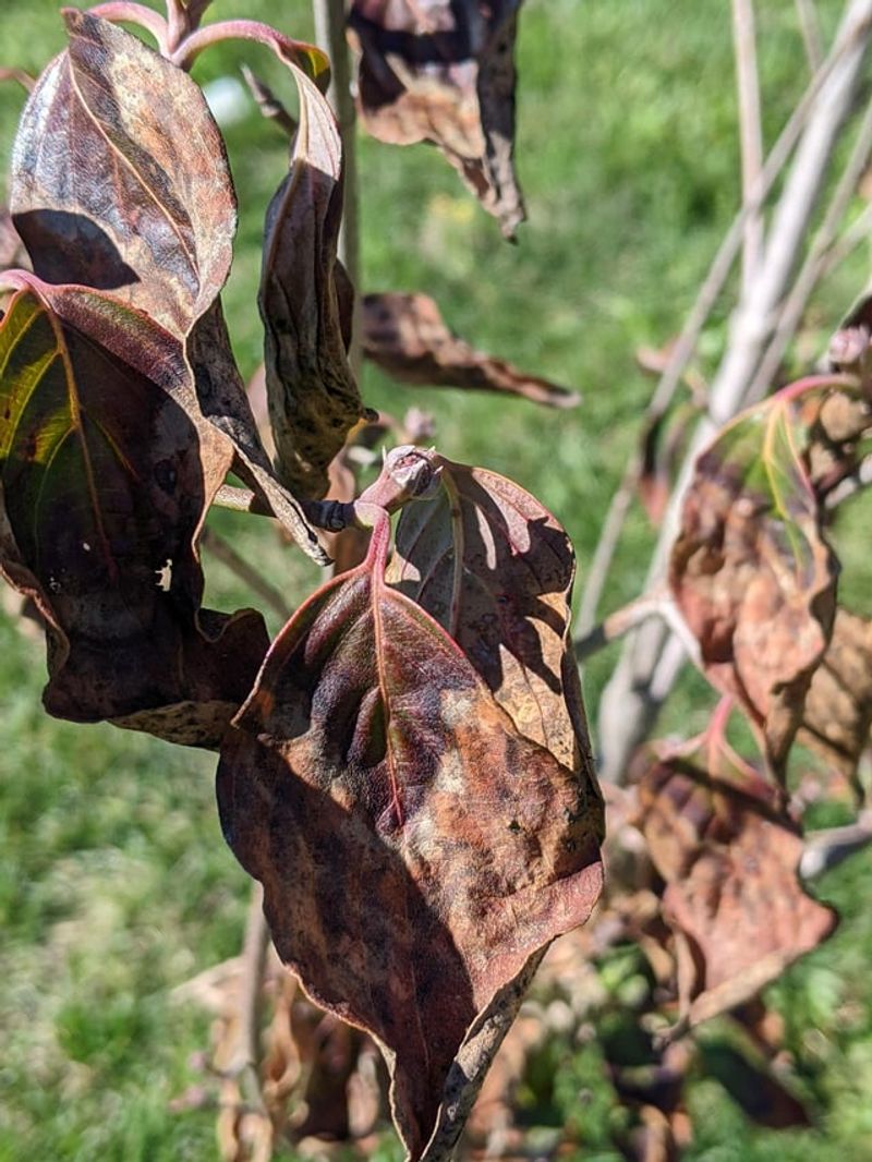 Leaf Scorch Is One Of The First Signs Leaf Scorch Is One Of The First Signs