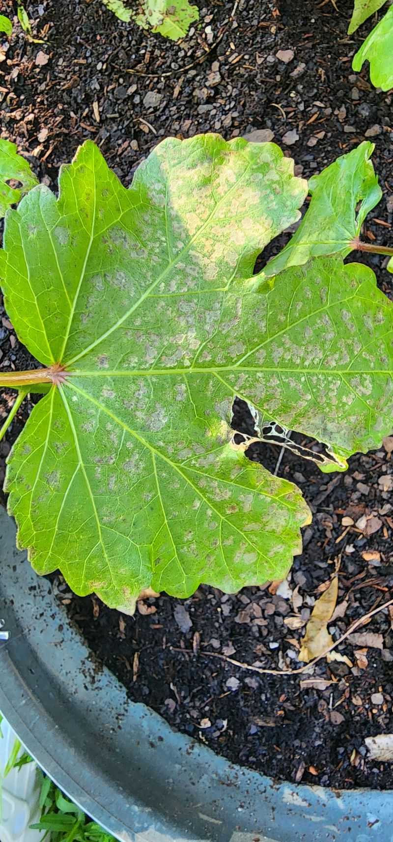 Leaf Spot Disease Is Moving Through The Lower Canopy Leaf Spot Disease Is Moving Through The Lower Canopy
