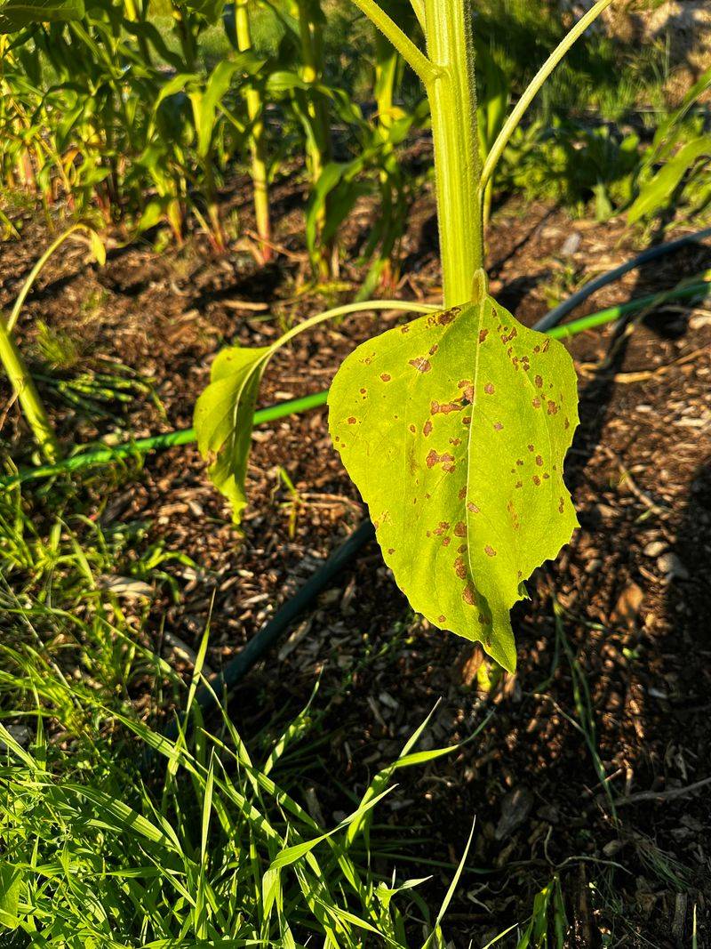 Leaf Spot Is Moving Up From The Lower Canopy Leaf Spot Is Moving Up From The Lower Canopy