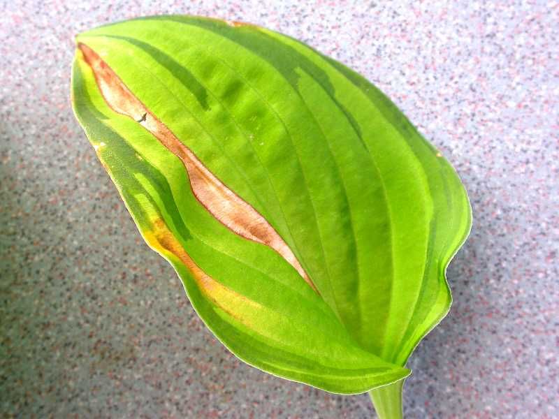 Leaf Spots And Nematodes Create Different Patterns