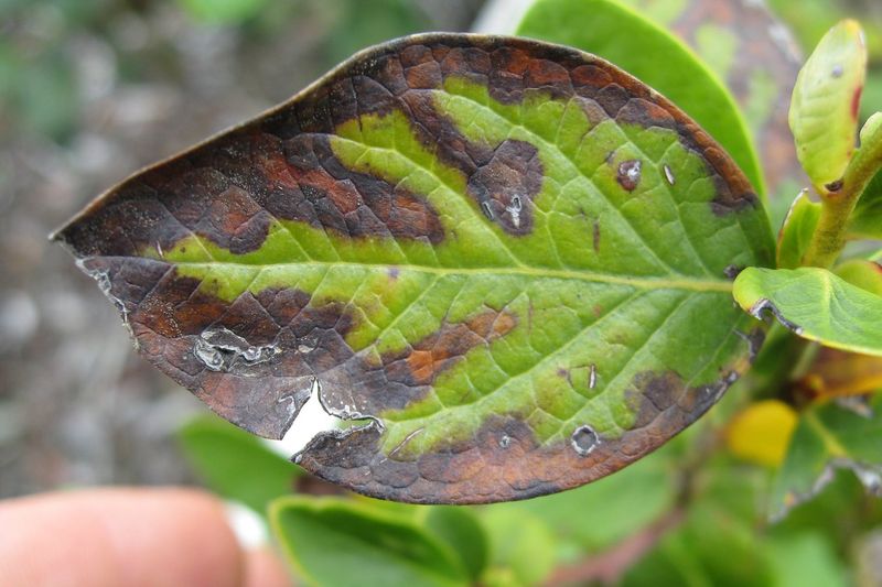Leaf Tips Turn Brown First Leaf Tips Turn Brown First