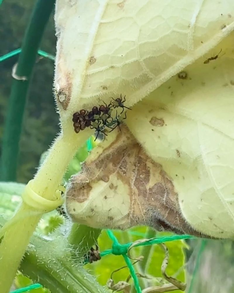 Leaf Undersides Hide The Earliest Signs Leaf Undersides Hide The Earliest Signs