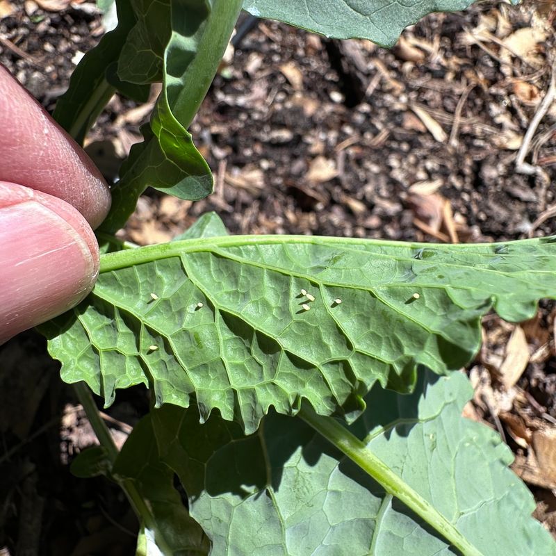 Leaf Undersides Hide The First Feeding Leaf Undersides Hide The First Feeding