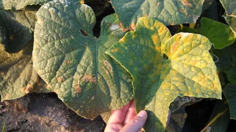 Leaf Veins Give The Spots A Blocky Shape Leaf Veins Give The Spots A Blocky Shape