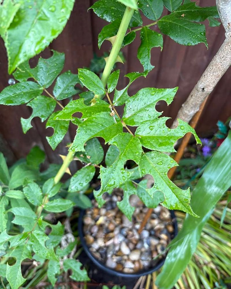 Leafcutter Bees Are Valuable Garden Pollinators Leafcutter Bees Are Valuable Garden Pollinators