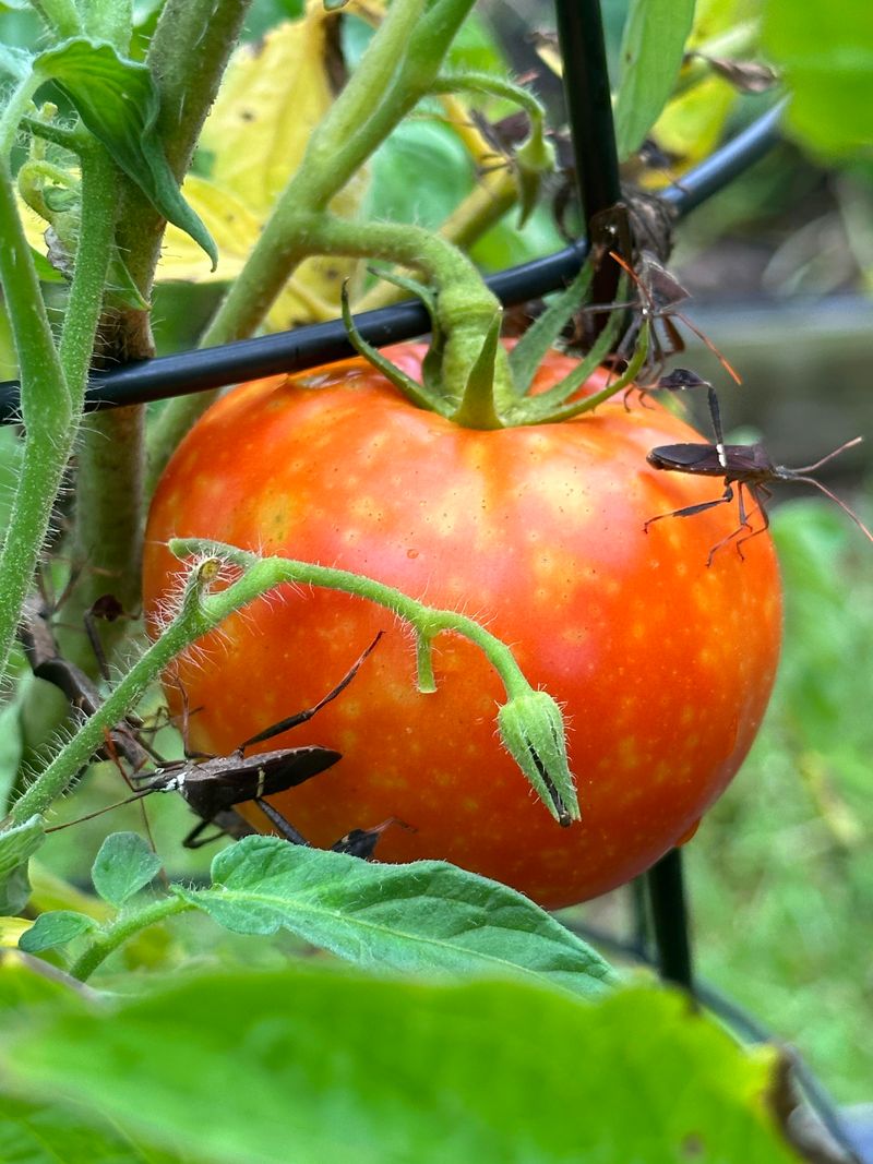Leaffooted Bugs Pierce Fruit Instead Of Chewing Leaves