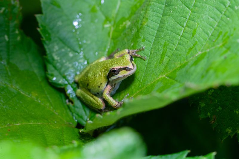 Leafy Plants Give Frogs Daytime Cover Leafy Plants Give Frogs Daytime Cover