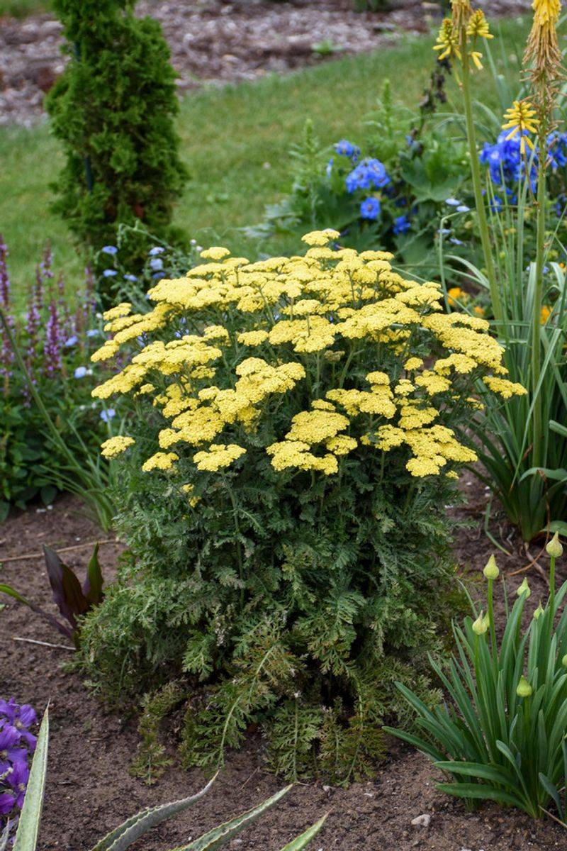 Lean On Yarrow When Rain Gets Scarce Lean On Yarrow When Rain Gets Scarce