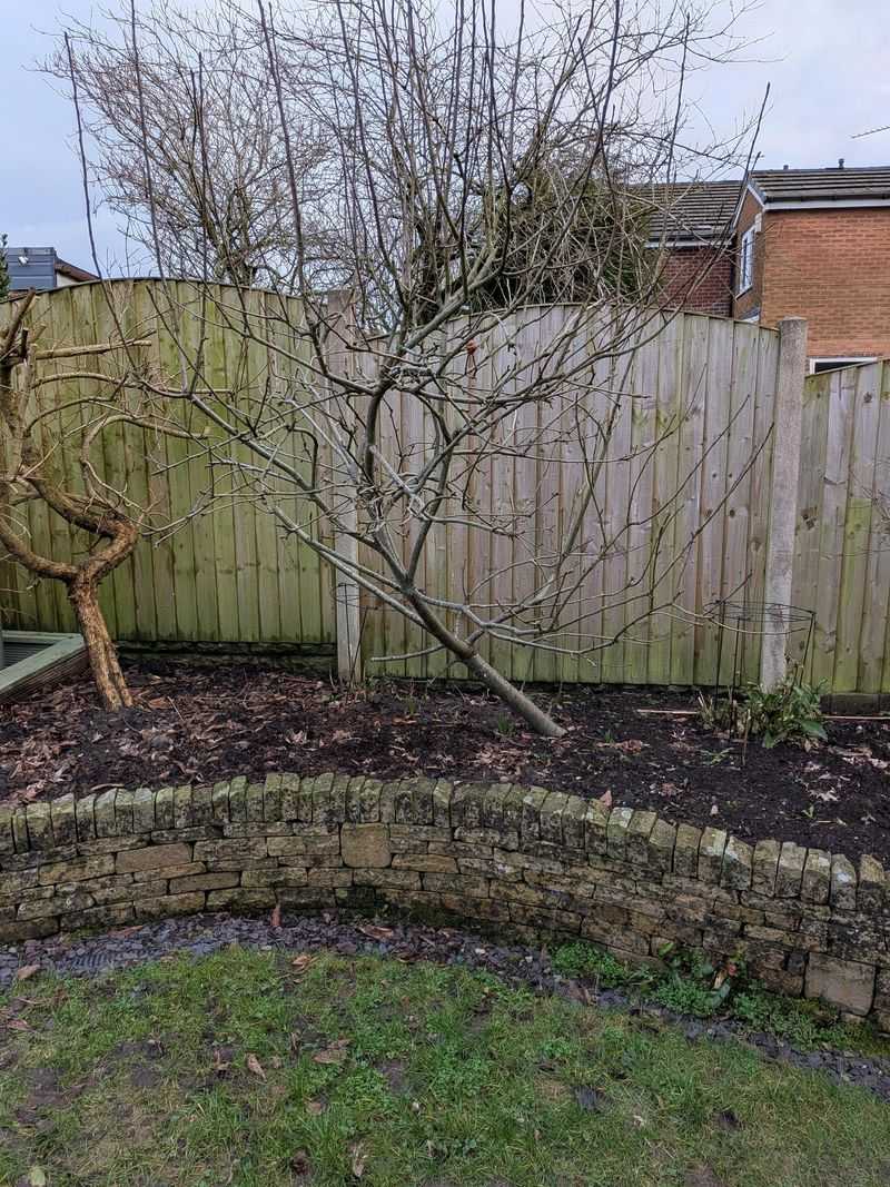 Leaning Trees Need Immediate Attention Leaning Trees Need Immediate Attention