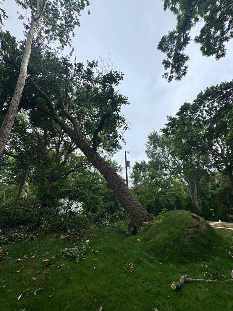 Leaning Trees Should Not Be Rushed Leaning Trees Should Not Be Rushed