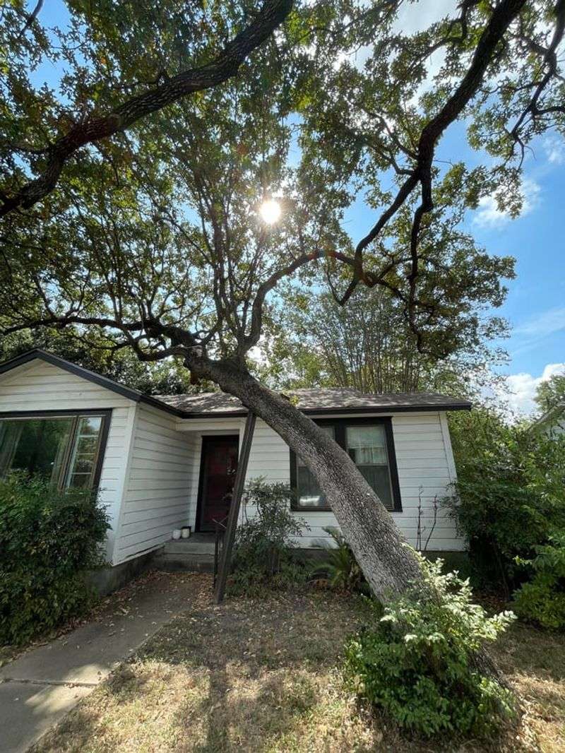 Leaning Trees With Exposed Roots