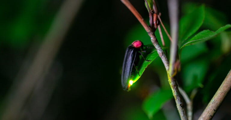 Learn 7 Easy Ways To Bring Back Fireflies In New York Gardens