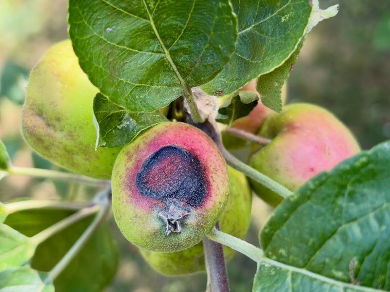 Learn Which Moth Is Damaging The Fruit